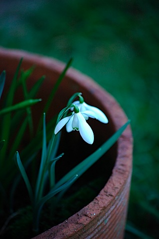 Snowdrop