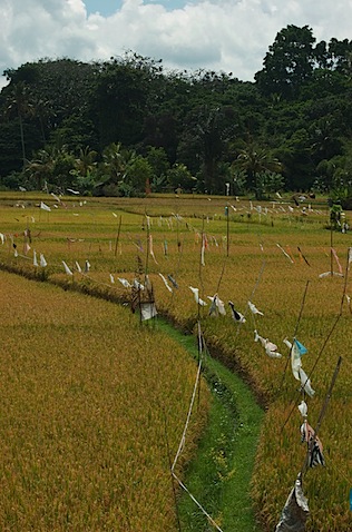 Rice paddies, Ubud.